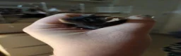 Mouse rodents for sale: Male mouse very friendly - Advert 4