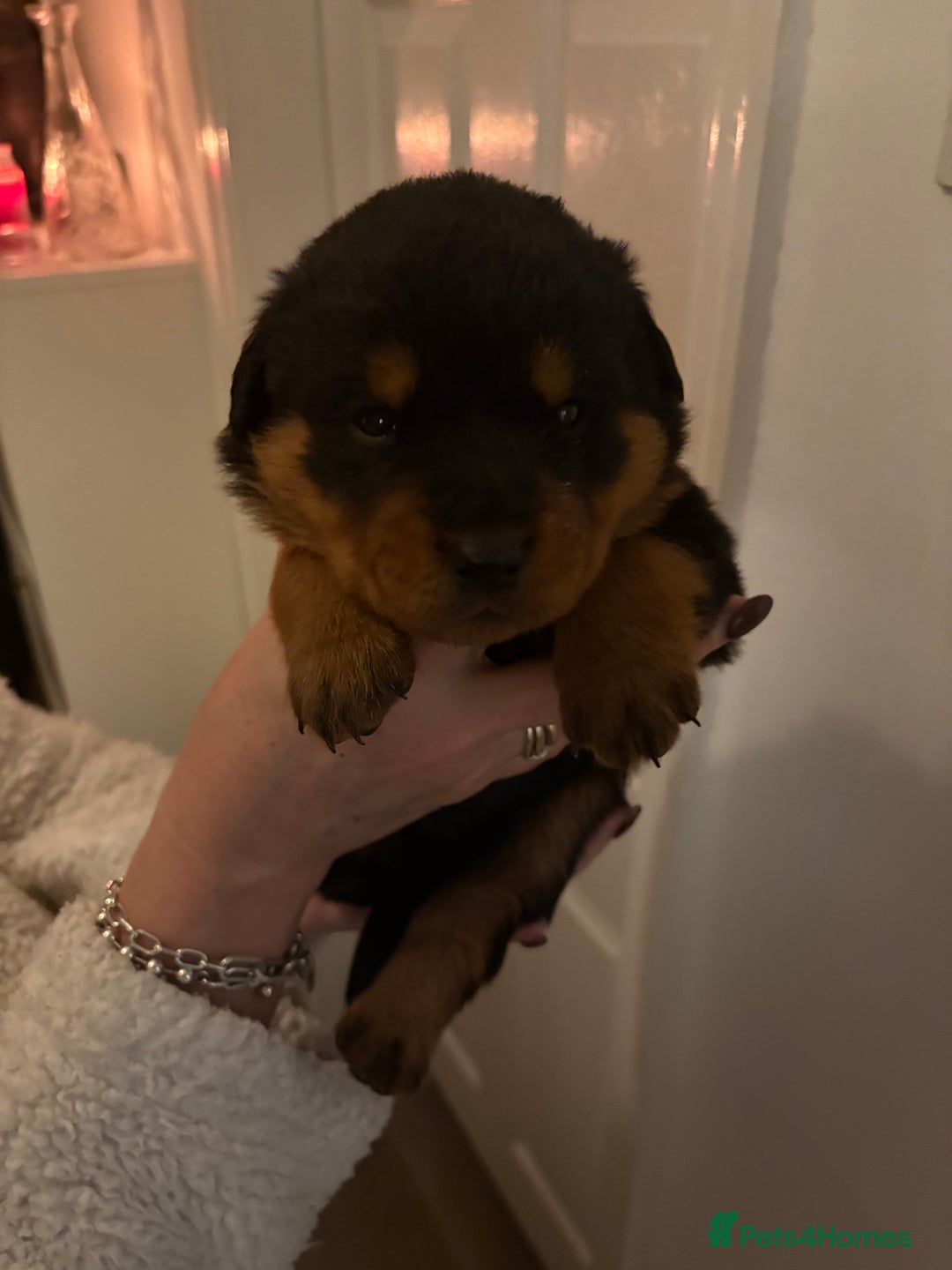 Rottweiler dogs for sale: Rottweiler Puppies  - Image 3