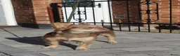 French Bulldog dogs for sale: Fluffy frenchie pups - Advert 12