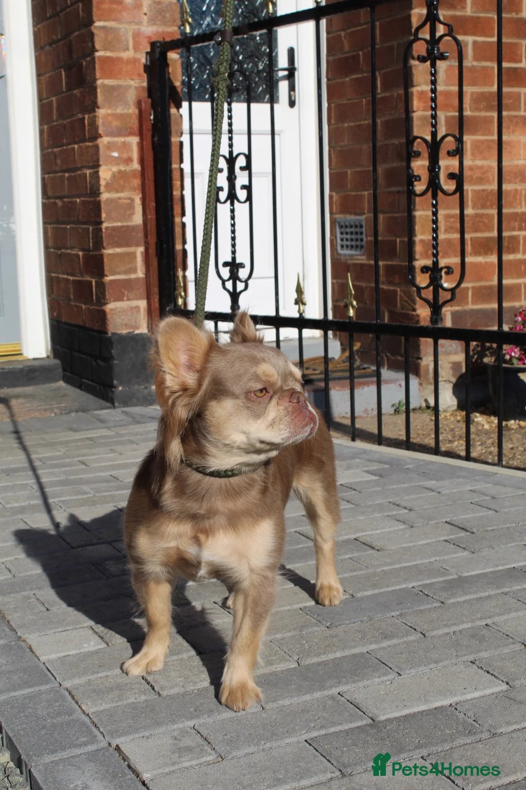 French Bulldog dogs for sale: Fluffy frenchie pups - Advert 12
