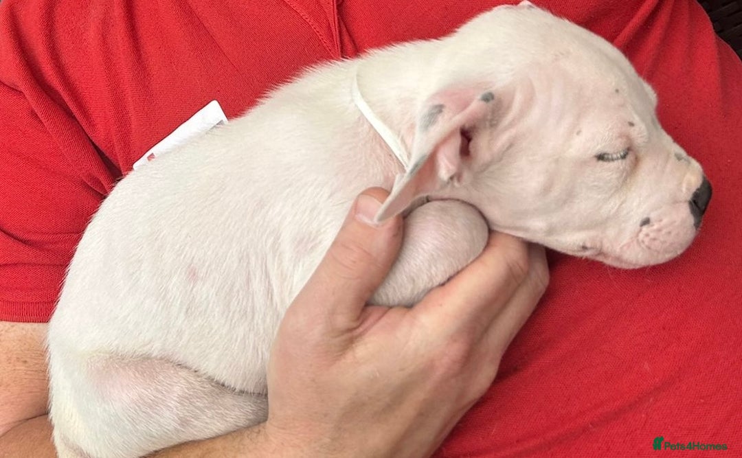 Mixed Breed dogs for sale: Pinky is a gorgeous Ambull x girl  - Image 3