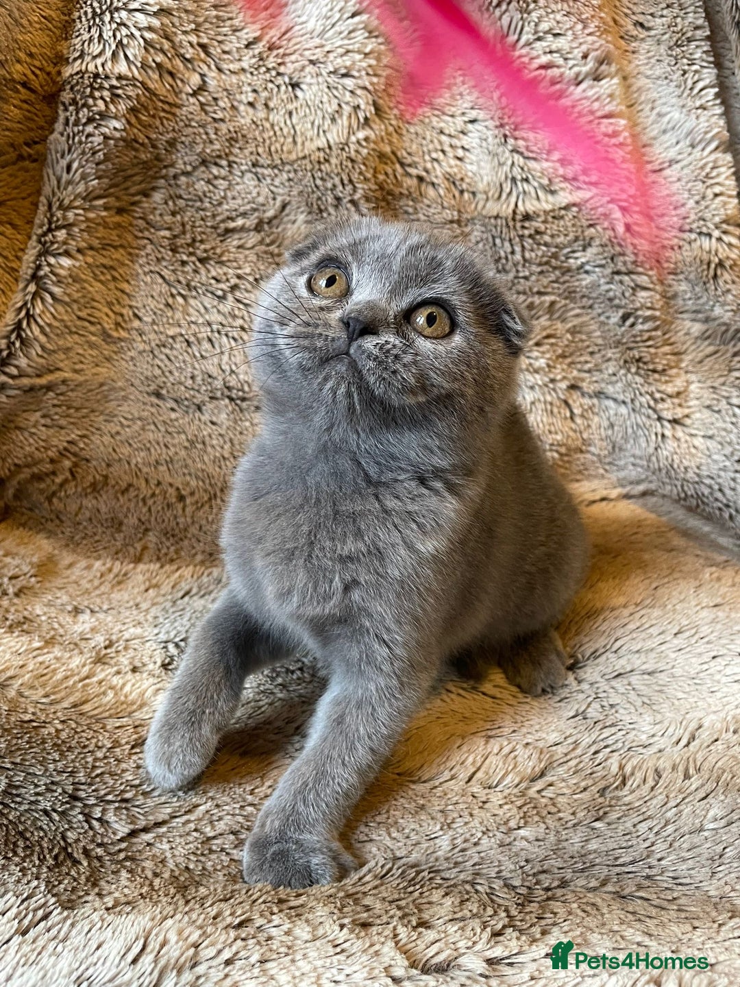 Scottish Fold cats for sale: Scottish fold kittens for sale - Image 18