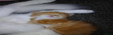 Turkish Angora 2