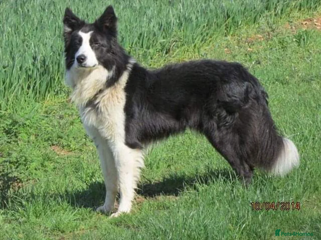 Border Collie dogs for stud: ISDS&KC Fully Tested Border Collie for Stud in Bicester - Advert 39