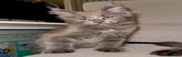 Maine Coon cats for sale: Stunning Maine Coon Kittens TICA Registered - Advert 37