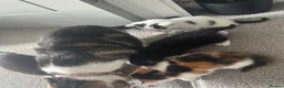 Domestic Shorthair cats for sale: Lovely kittens  - Advert 14