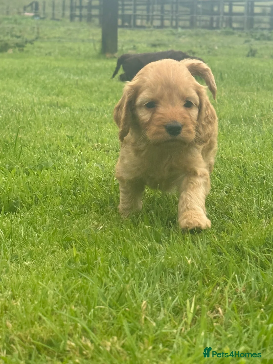 Cockapoo dogs for sale: Cockapoo Puppies - Advert 12