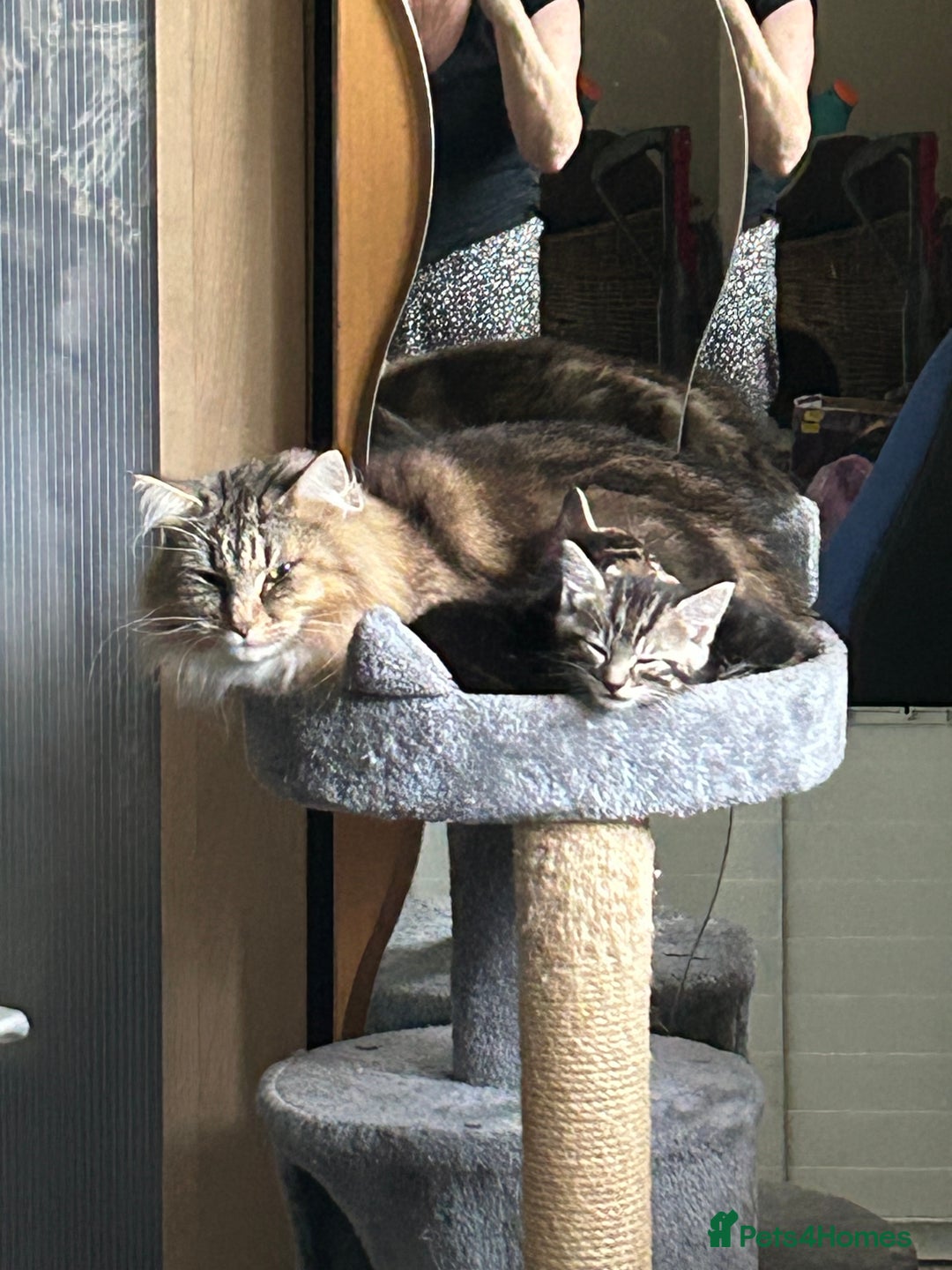 Norwegian Forest Cat cats for sale: Norwegian kittens x  - Image 2