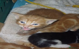 Mixed Breed cats for sale: 5 Kittens - Image 6