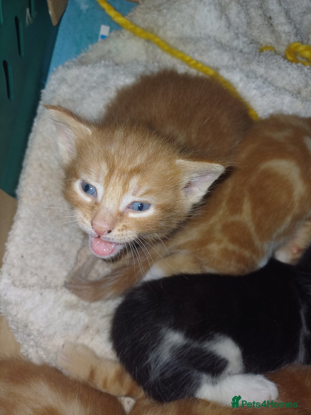 Mixed Breed cats for sale: 5 Kittens - Image 6