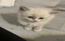 Ragdoll cats for sale: Ragdoll Kittens looking for loving new home - Image 15