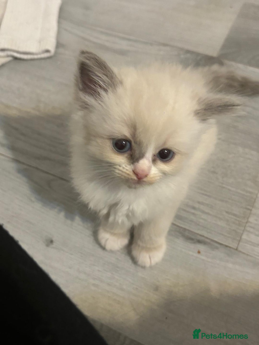 Ragdoll cats for sale: Ragdoll Kittens looking for loving new home - Image 15