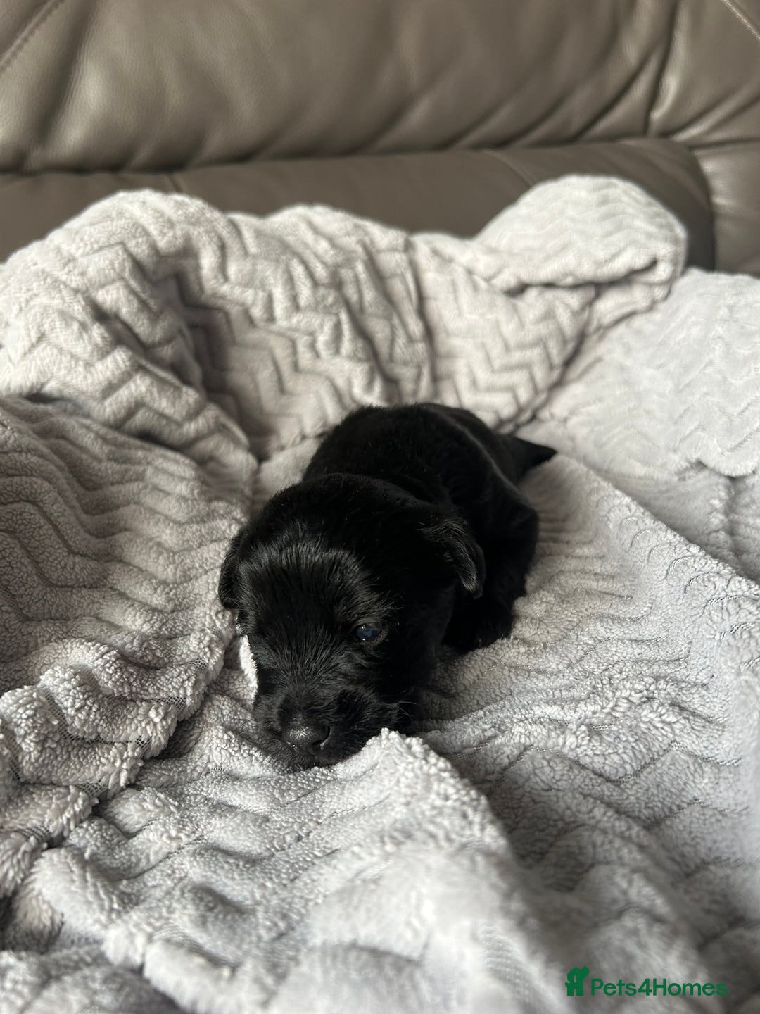 Mixed Breed dogs for sale: Maltipoo X Puppies For Sale 🐶🐾 - Image 7