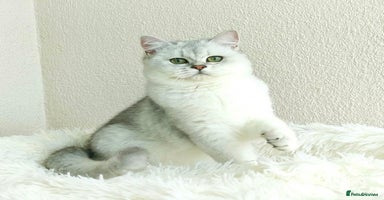 British Shorthair cats Registered British Shorthair – Angel, White Silver - Advert 9