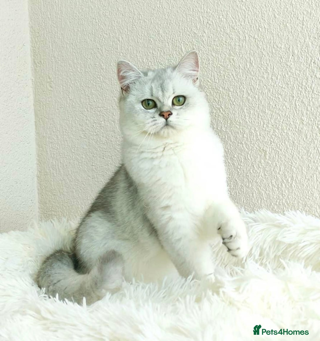 British Shorthair cats for sale: Registered British Shorthair – Angel, White Silver - Advert 3