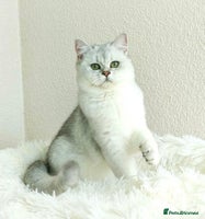 British Shorthair cats Registered British Shorthair – Angel, White Silver - Advert 14