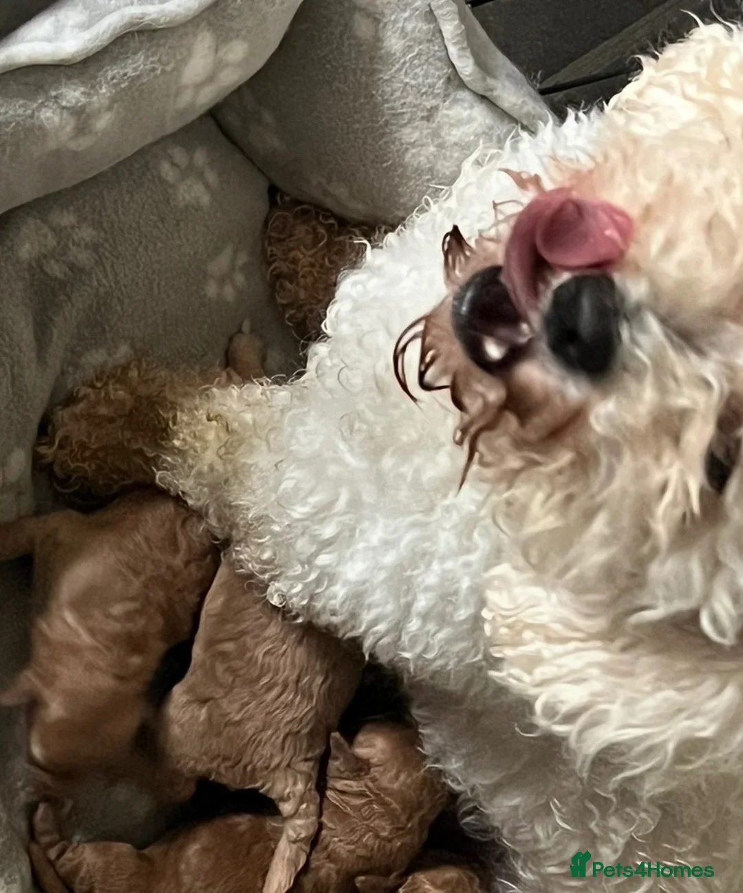 Poochon dogs for sale: Gorgeous Poochon boys ready now - Advert 11