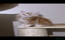 Maine Coon cats for sale: Maine Coon  - Image 10