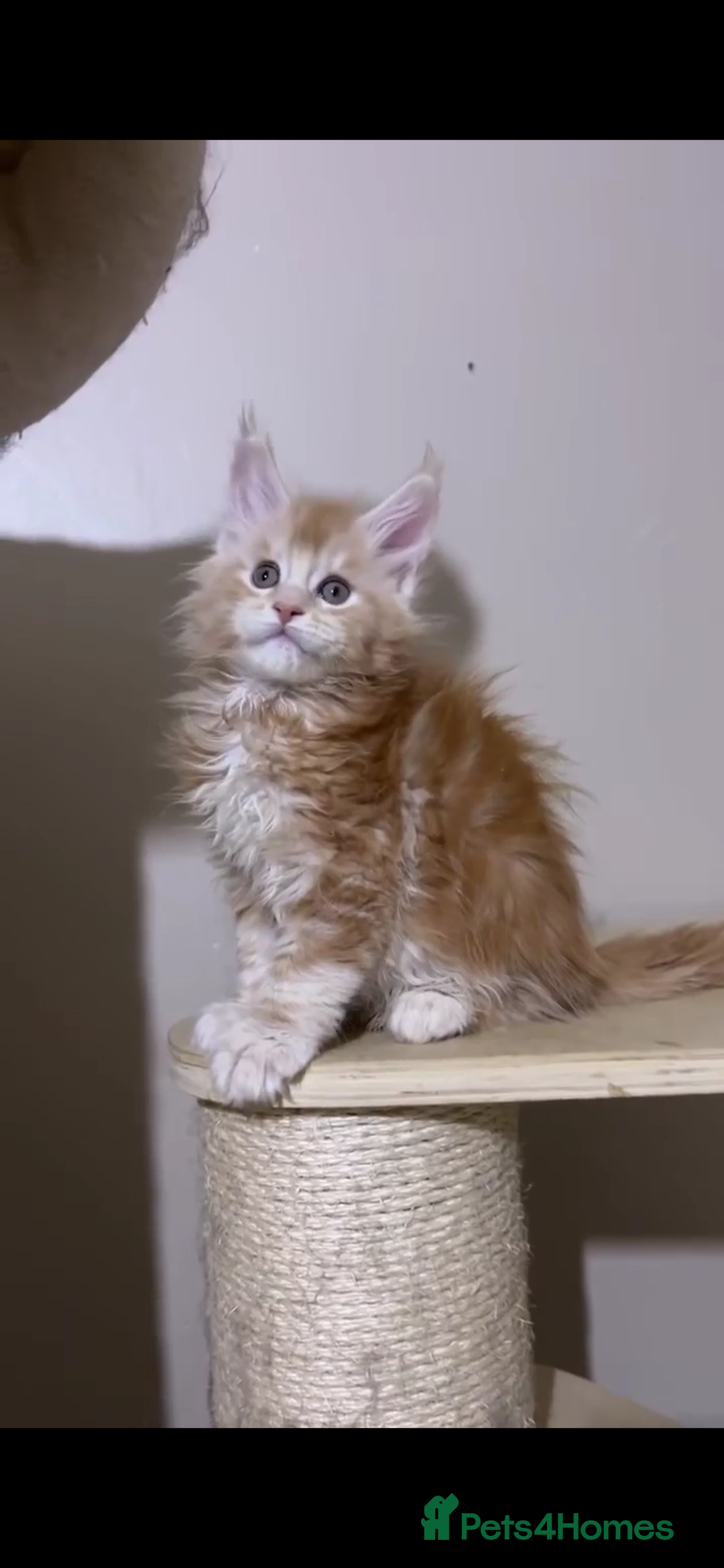 Maine Coon cats for sale: Maine Coon  - Image 10