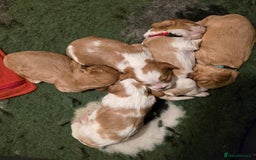 Cavalier King Charles Spaniel dogs for sale: Specialist Tested Cavalier King Charles  - Image 2