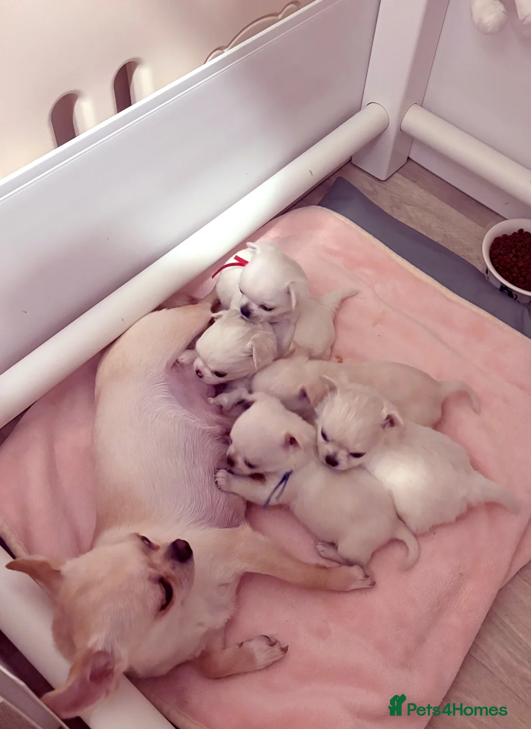 Chihuahua dogs for sale: KC registered beautiful chihuahua puppies - Advert 11