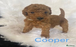Miniature Poodle dogs for sale: Gorgeous Red Minature Poodles Puppies  - Image 33