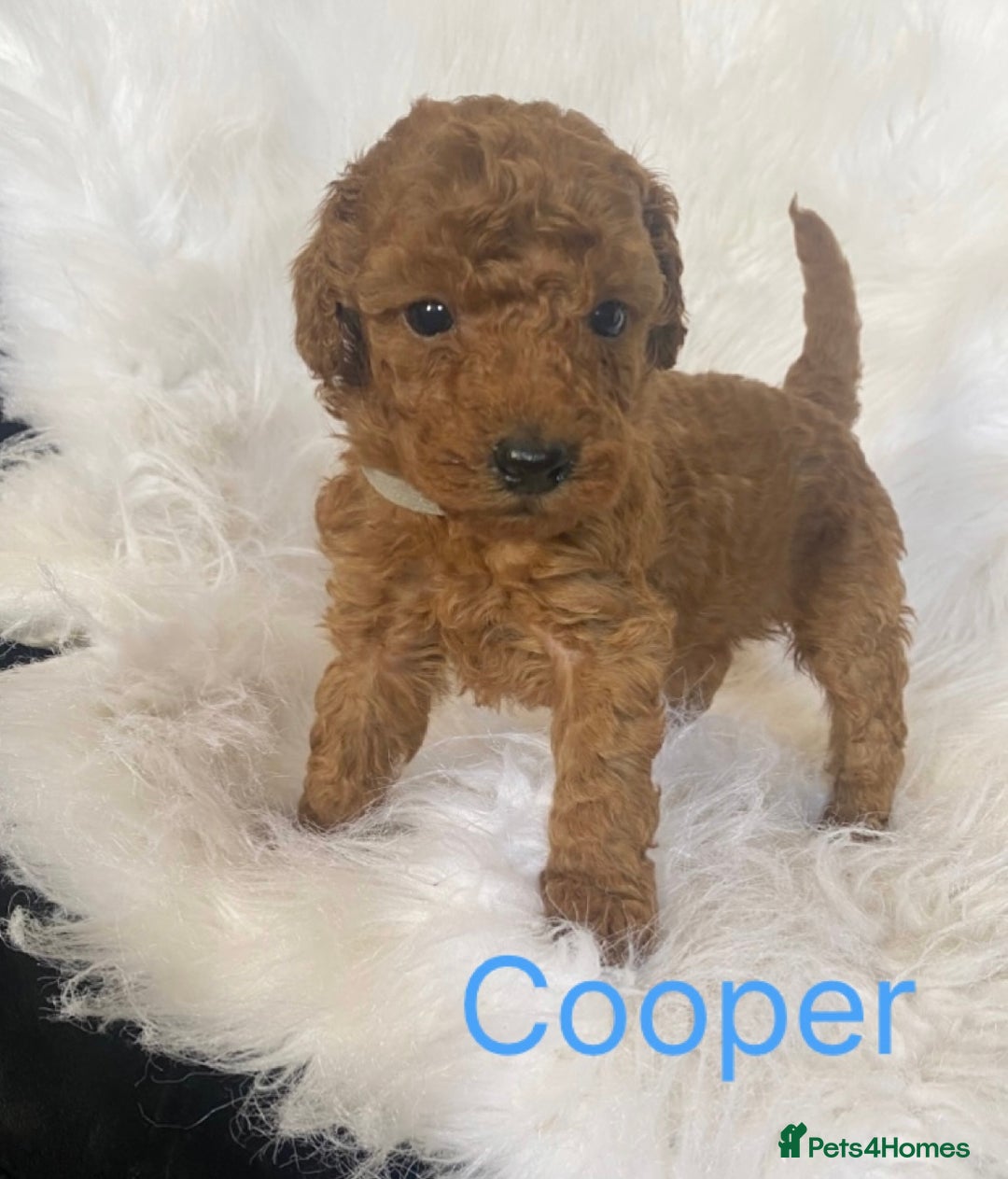 Miniature Poodle dogs for sale: Gorgeous Red Minature Poodles Puppies  - Image 33