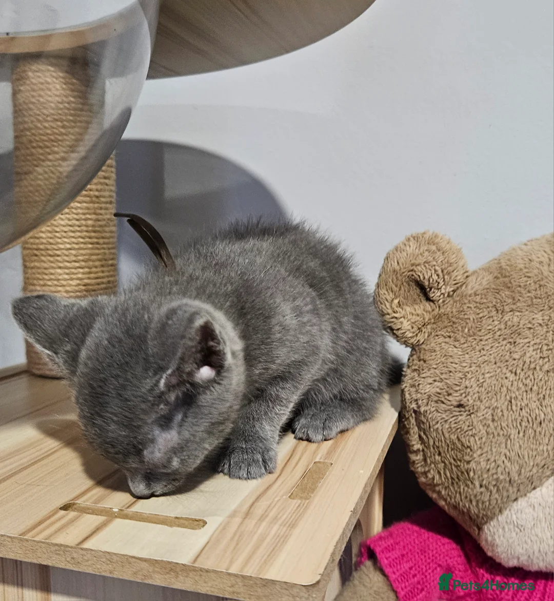 Russian Blue cats for sale: Russian blue  - Advert 7