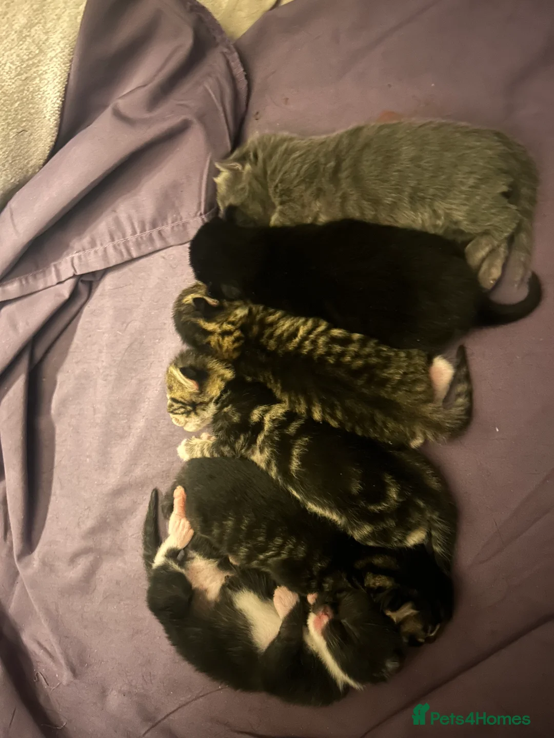 Mixed Breed cats for sale: Black Calico Tabby X American Wirehair Tabby - Advert 4