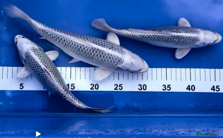 Koi Carp fish - Advert 2