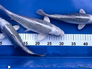 Koi Carp fish - Advert 19