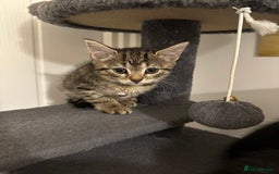 Mixed Breed cats for sale: 5 gorgeous kittens ready for their forever homes - Image 5