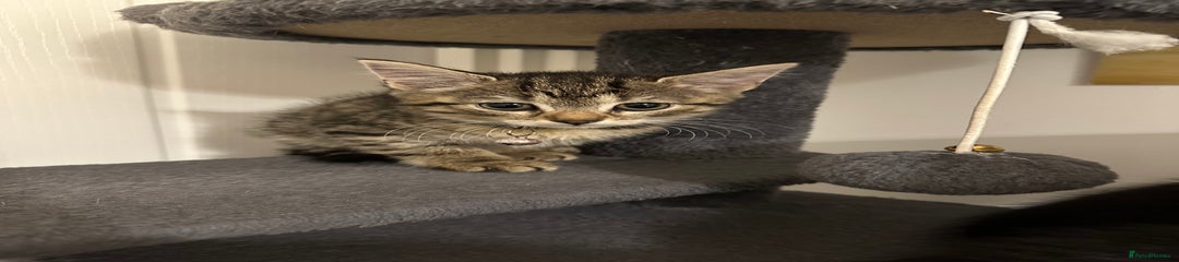 Female tabby