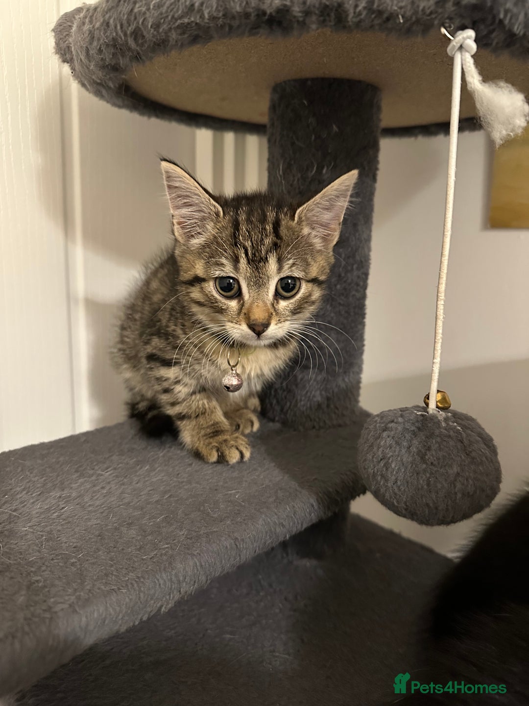 Mixed Breed cats for sale: 5 gorgeous kittens ready for their forever homes - Image 5