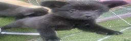 Mixed Breed dogs for sale: French bulldog x german spitz in Wigan - Advert 7