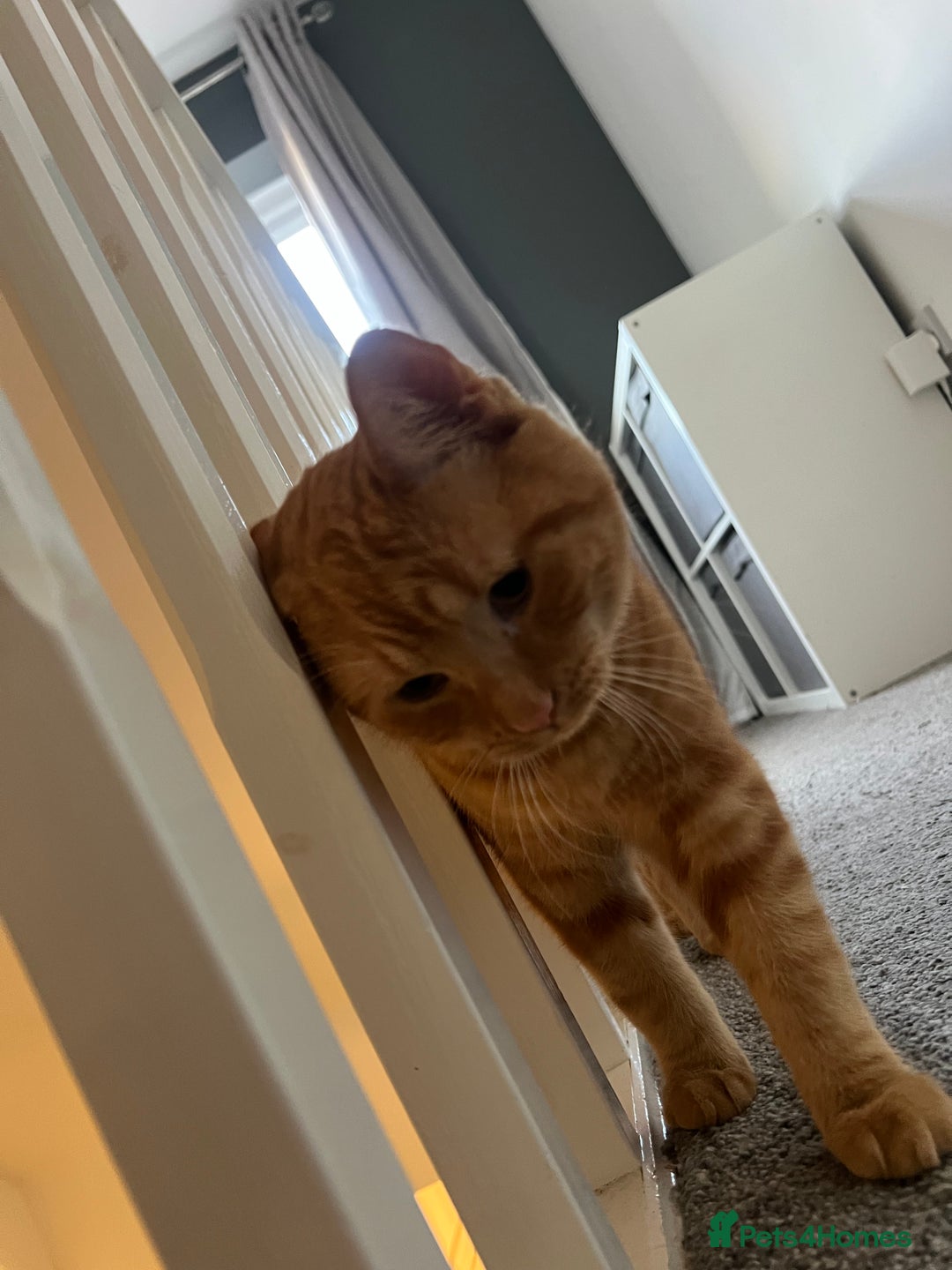 Mixed Breed cats for sale:  **   - Advert 3