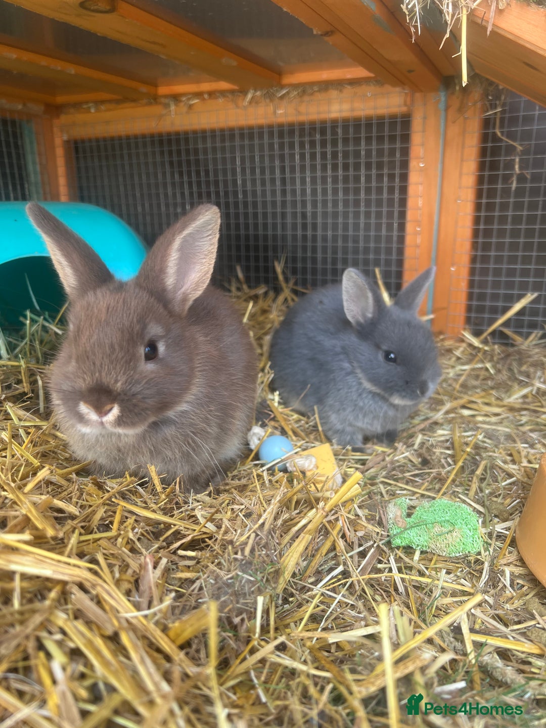 Netherland Dwarf rabbits for sale: 6 x netherland dwarfs for sale  - Image 6