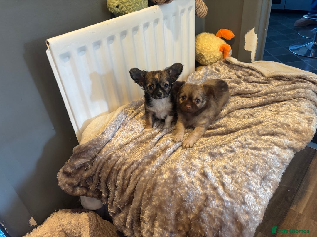 Chihuahua dogs for sale: Ready to leave now 3 beautiful chihuahua puppies - Advert 2