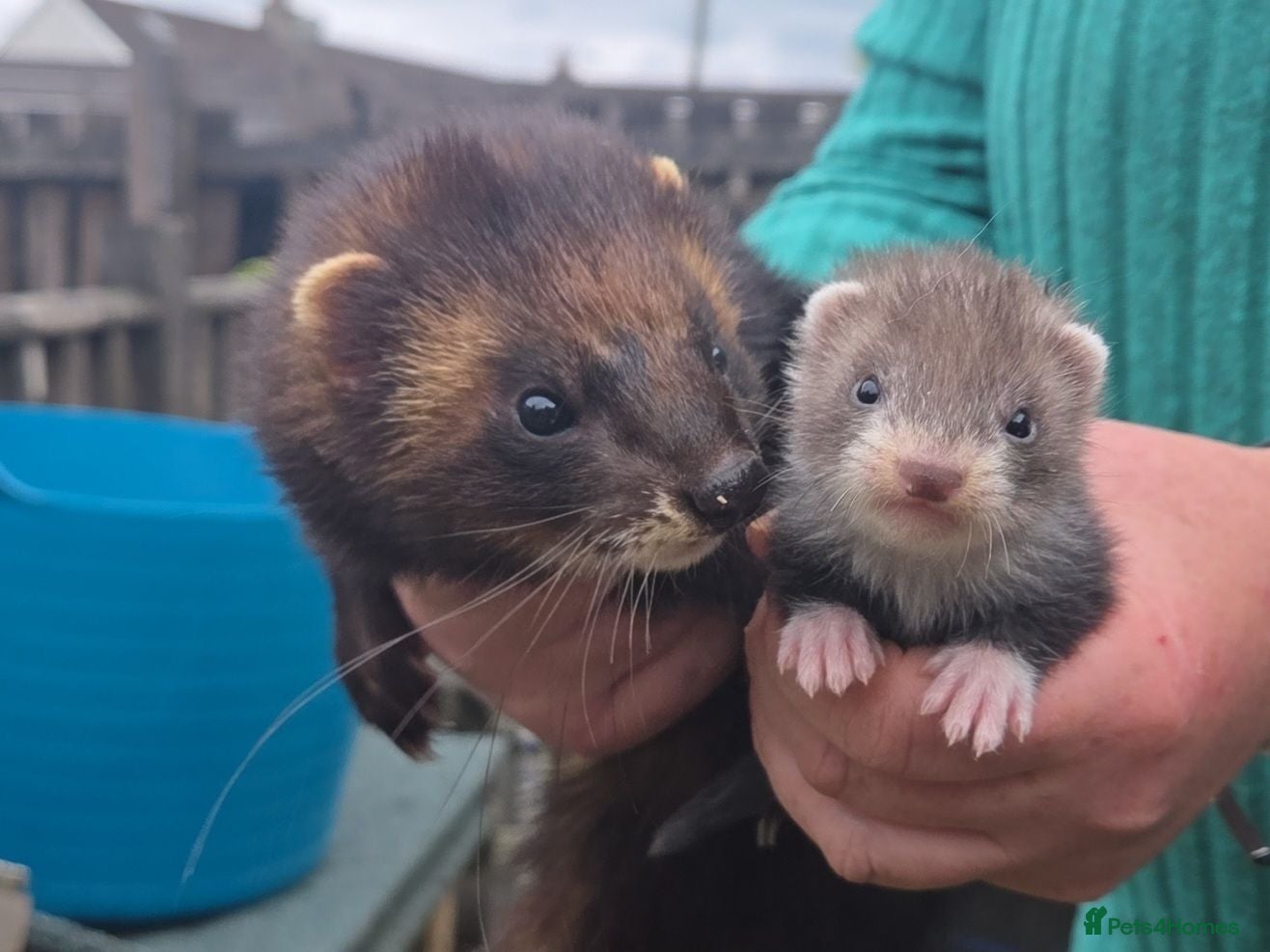Ferret rodents Eu black x ferret kits  - Advert 1