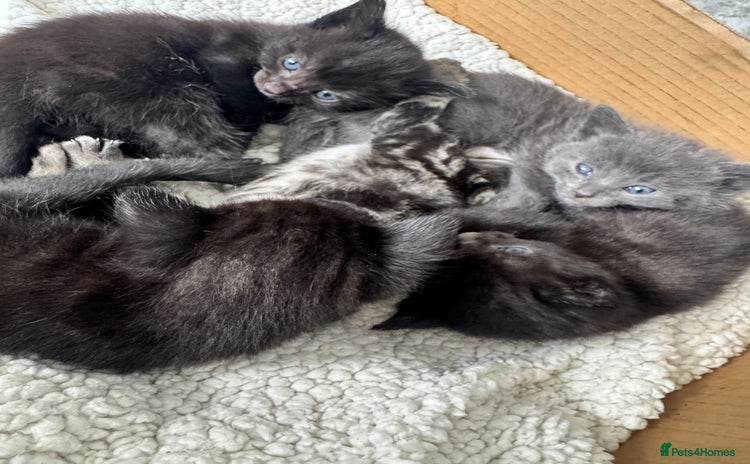 Mixed Breed cats - Advert 3