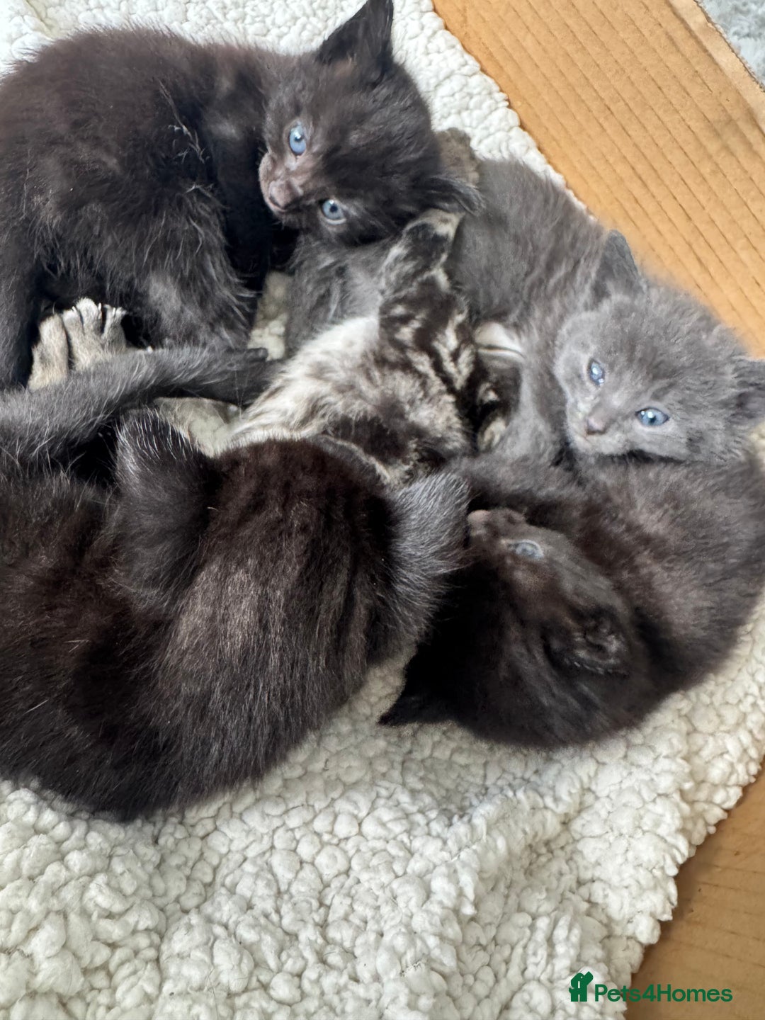 Mixed Breed cats for sale: Beautiful Kittens for sale  - Image 1
