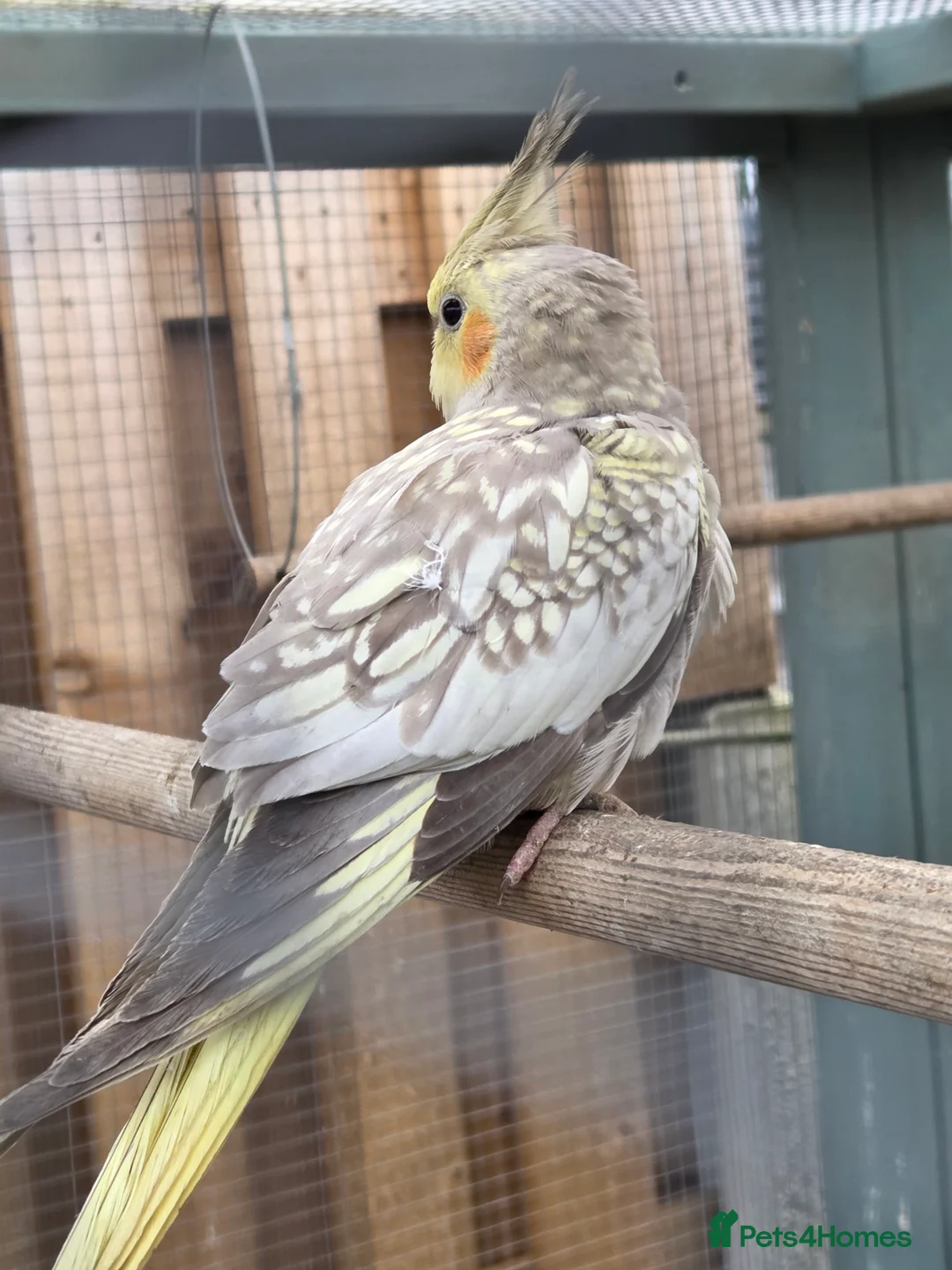 Cockatiels birds for sale: Stunning Young Cockatiels For Sale - Advert 5