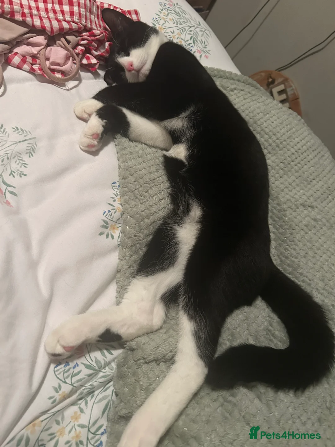 Domestic Shorthair cats for sale: Tuxedo short haired cat - Advert 1