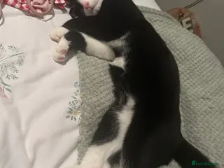 Domestic Shorthair cats Tuxedo short haired cat - Advert 18