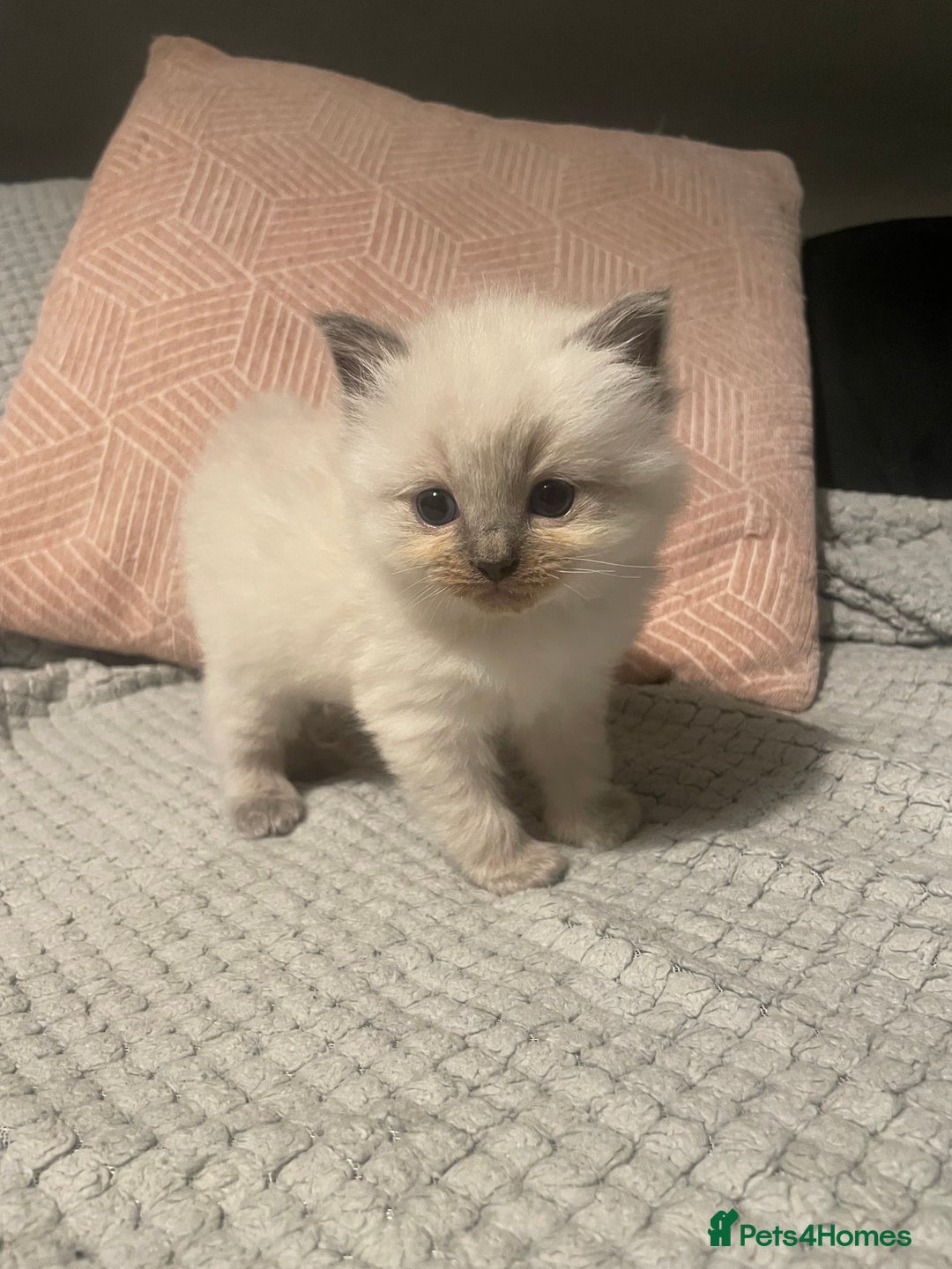 Ragdoll cats for sale: BEAUTIFUL FULL PEDIGREE RAGDOLL KITTENS - Advert 11