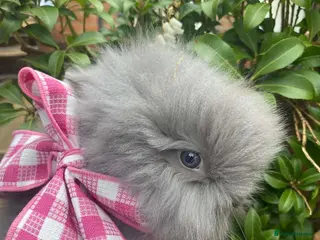 Lionhead rabbits Pure Breed Double Mained Lionhead Bunnies - Advert 12