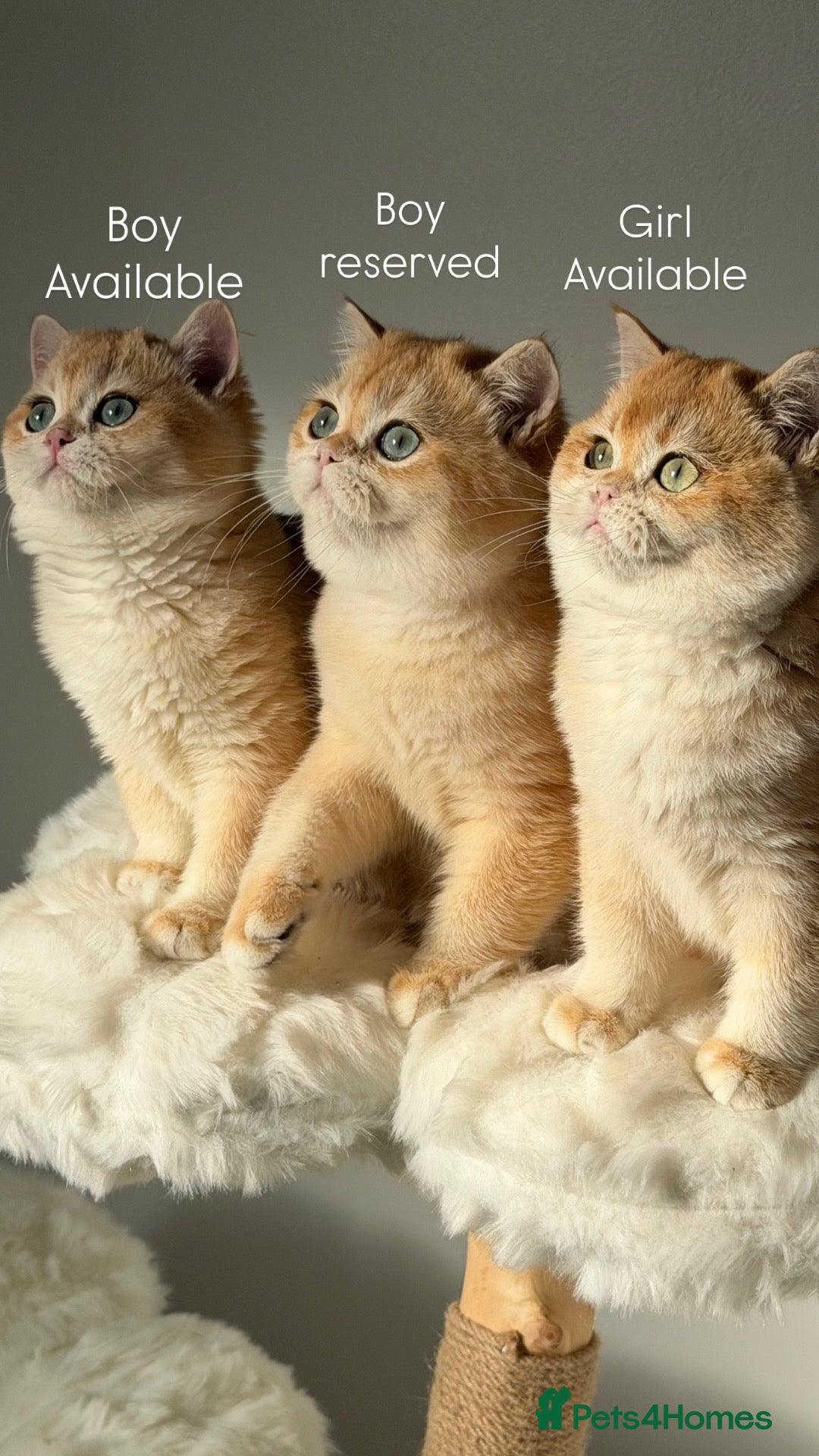 British Shorthair cats for sale: British Shorthair Teddy Bear 🧸 Golden kittens  - Advert 1