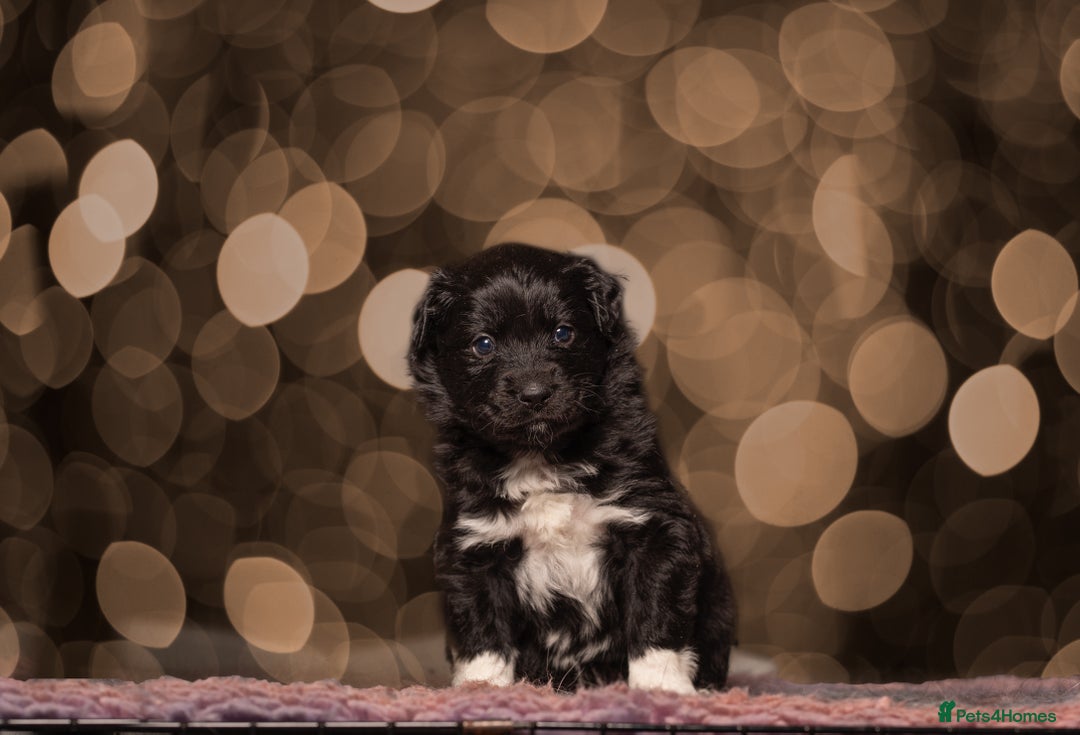 Miniature American Shepherd dogs for sale: Male MAS Available  - Advert 4