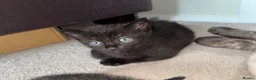 Mixed Breed cats for sale: Mixed breed kittens for sale  in Egham - Advert 28