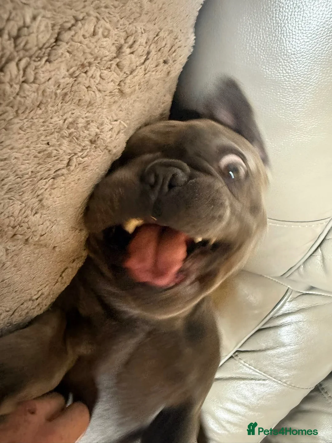 French Bulldog dogs for sale: Beautiful 3 year old French Bulldog Male in Wolverhampton - Advert 9